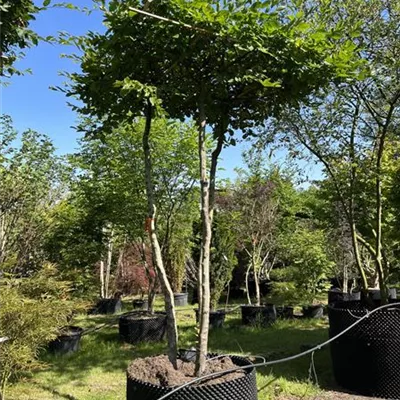 Dachform WA - Hainbuche,Weißbuche - Carpinus betulus - Collection