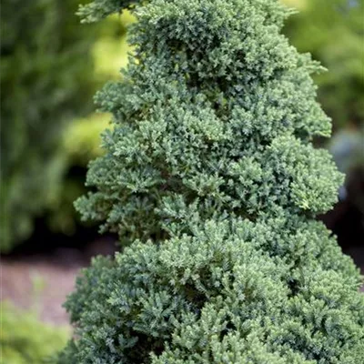 im Container 30 - 35 - Wacholder - Juniperus procumbens 'Nana'