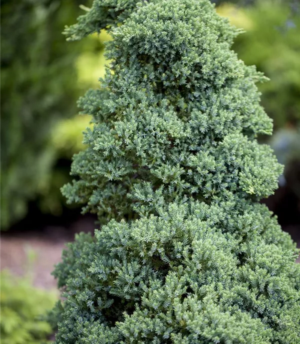 Juniperus procumbens 'Nana'