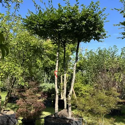 Dachform WA - Hainbuche,Weißbuche - Carpinus betulus - Collection