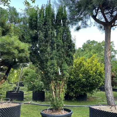 Solitär WA 313.226 563 - Säuleneibe - Taxus baccata 'Fastigiata' - Collection