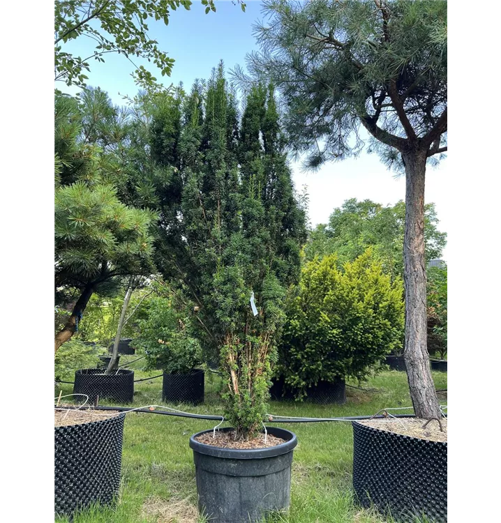 Säuleneibe - Taxus baccata 'Fastigiata' - Collection