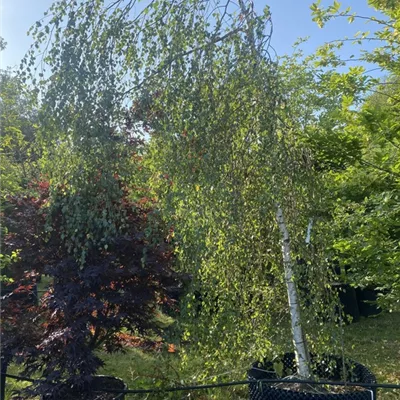 WA 314.416 - Trauerbirke - Betula pendula 'Youngii' - Collection