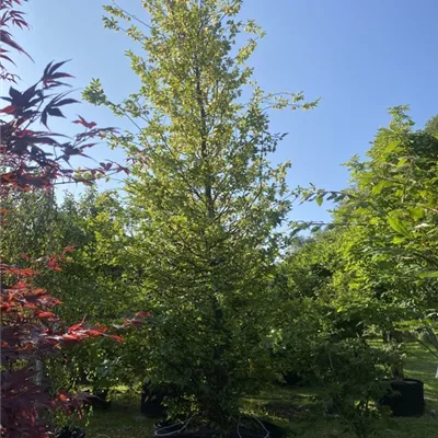 WA 314.417 - Hainbuche,Weißbuche - Carpinus betulus - Collection