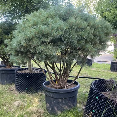 Schirmform, WA 314.410 1170.- - Silberkiefer - Pinus sylvestris 'Watereri' - Collection