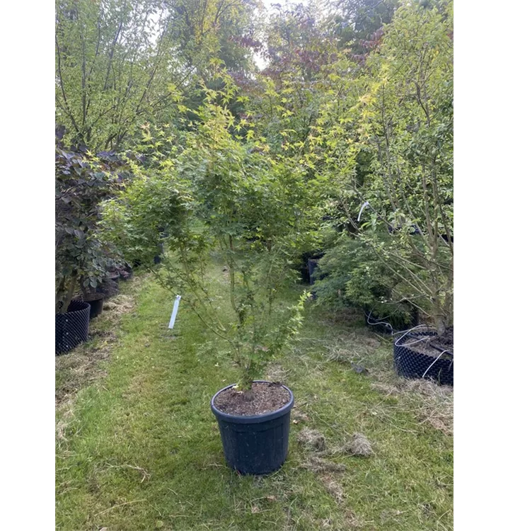 Acer palmatum 'Bi Hoo' - Collection