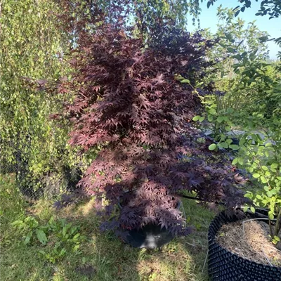 WA 314.415 - Roter Fächerahorn 'Bloodgood' - Acer palmatum 'Bloodgood' - Collection