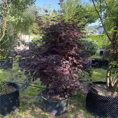 WA 313.423 - Roter Fächerahorn 'Bloodgood' - Acer palmatum 'Bloodgood' - Collection