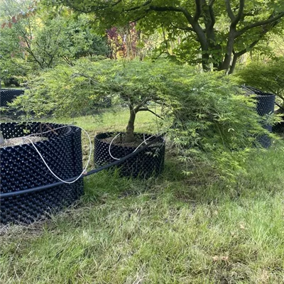 WA 313.420 - Acer palmatum 'Dissectum' - Collection