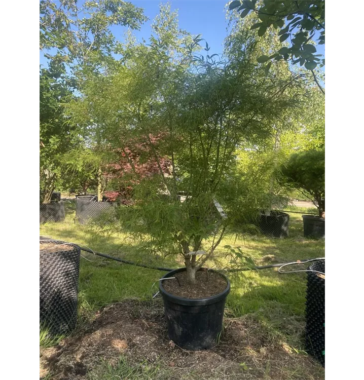 Acer palmatum 'Koto No Ito' - Collection