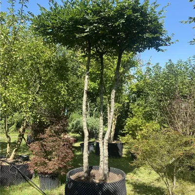 Dachform Carpinus betulus 312.437 WA - Hainbuche,Weißbuche - Carpinus betulus - Collection