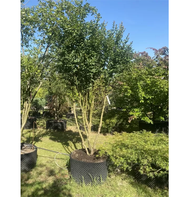 Lagerstroemia indica 'Maité Red' - Collection