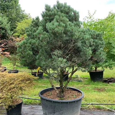 Schirmform 100-125 - Silberkiefer - Pinus sylvestris 'Watereri' - Collection