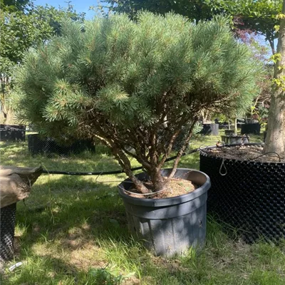 Schirmform,Pinus sylvestris 'Watereri' (Nana) 312.436 - Silberkiefer - Pinus sylvestris 'Watereri' - Collection