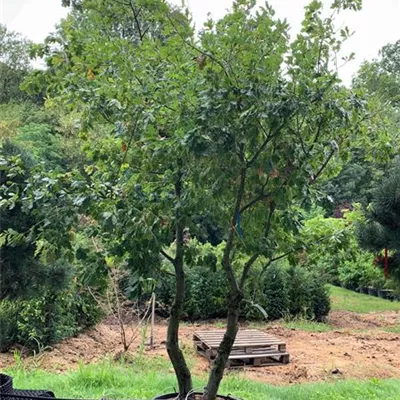 Solitär WA - Flaumeiche - Quercus pubescens - Collection