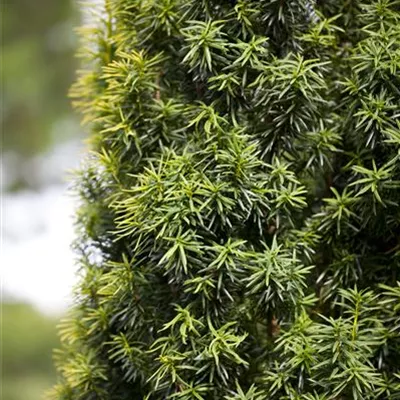 Bonsai VP24-8005 15960 - Japanische Zwergeibe 'Nana' - Taxus cuspidata 'Nana' - Collection