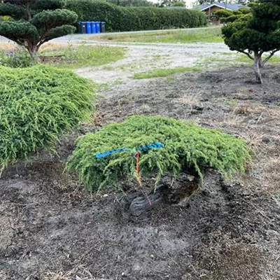 Bonsai 80-100 Nr. 23-E30 1300 - Kriechwacholder 'Green Carpet' - Juniperus communis 'Green Carpet' - Collection