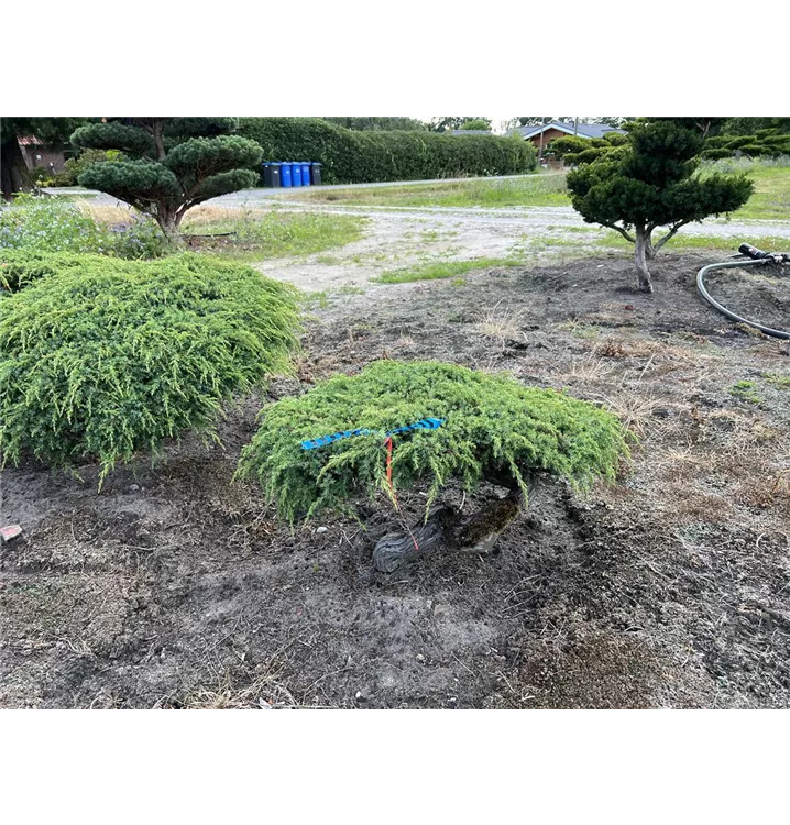 Kriechwacholder 'Green Carpet' - Juniperus communis 'Green Carpet' - Collection