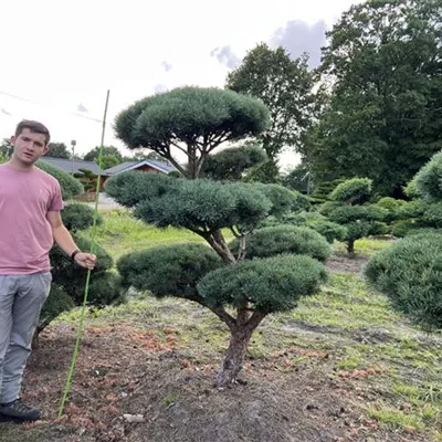 Bonsai 175-200 Nr.23-E31 5300 - Silberkiefer - Pinus sylvestris 'Watereri' - Collection