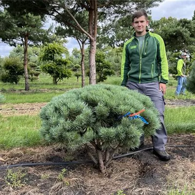 Schirmform 80-100 Nr. 23-F23 1150 - Silberkiefer - Pinus sylvestris 'Watereri' - Collection