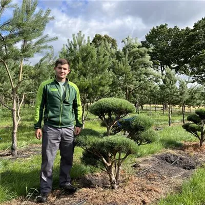 Bonsai 125-150 Nr. 23-F26 1380 - Silberkiefer - Pinus sylvestris 'Watereri' - Collection