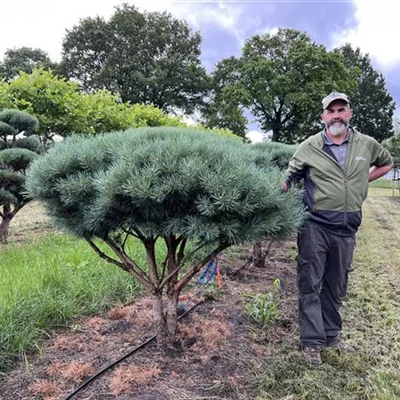 Schirmform 150-175 x 125-150 Nr. 23-F27 2050 - Silberkiefer - Pinus sylvestris 'Watereri' - Collection