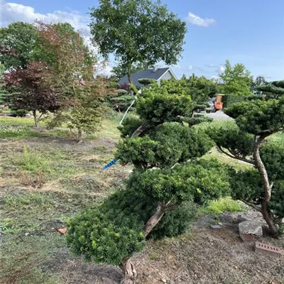 Bonsai 140-60 x 150-175 Nr. 23-E29 3300 - Japanische Zwergeibe 'Nana' - Taxus cuspidata 'Nana' - Collection