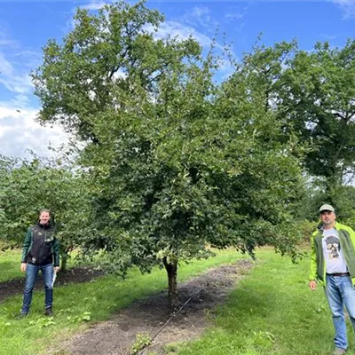 Charakterbaum 200-300 x 300-350 23-20A 1950 - Feldahorn - Acer campestre - Collection