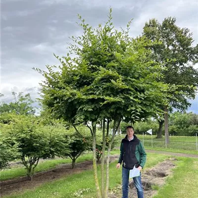 Schirmform 200-300 x 250-300 23-35A 2385 - Hainbuche,Weißbuche - Carpinus betulus - Collection