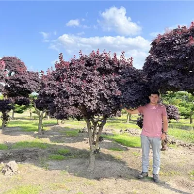 Schirmform 220-250 5800 - Roter Perückenstrauch 'Royal Purple' - Cotinus coggygria 'Royal Purple' - Collection