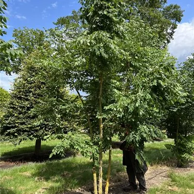 Solitär 150-200 x 350-400 23-34A 2685 - Geweihbaum - Gymnocladus dioicus - Collection