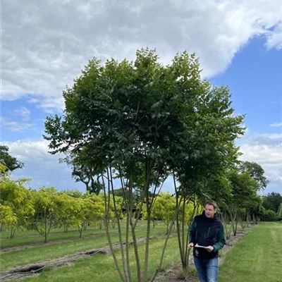 Schirmform 350-400 23-47A 2385 - Blasenbaum - Koelreuteria paniculata - Collection