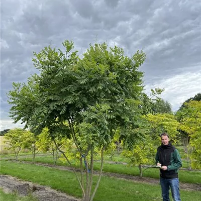 Schirmform 350-400 23-50A 2385 - Blasenbaum - Koelreuteria paniculata - Collection