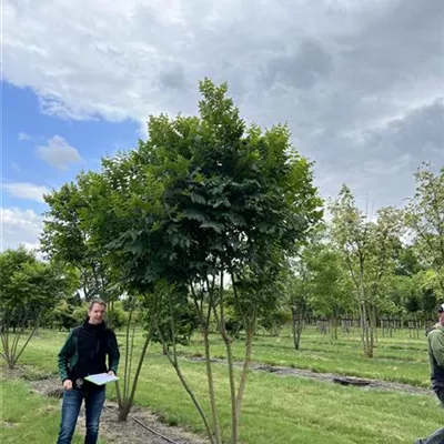 Schirmform 350-400 - Blasenbaum - Koelreuteria paniculata - Collection