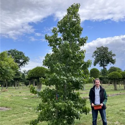 Solitär 300-350 - Amerikanischer Amberbaum - Liquidambar styraciflua - Collection