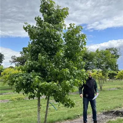 Solitär 350-400 23-46A 1785 - Amerikanischer Amberbaum - Liquidambar styraciflua - Collection