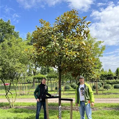 Hochstamm 25-30 23-23A 2600 - Baum-Magnolie 'Ferruginea' - Magnolia grandiflora 'Ferruginea' - Collection