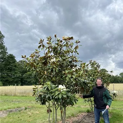 Solitär 150-200 x 250-300 23-49A 2450 - Immergrüne Magnolie - Magnolia grandiflora 'Nantais' - Collection