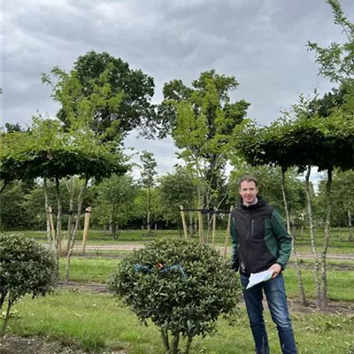 Schirmform 150-175 23-33A 1200 - Stachelblättrige Duftblüte - Osmanthus heterophyllus - Collection