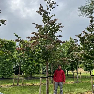 Hochstamm 35-40 23-1A 3400 - Eisenbaum - Parrotia persica - Collection