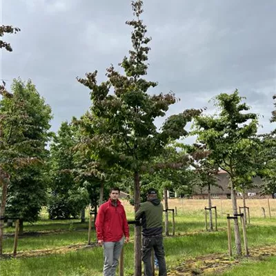 Hochstamm 35-40 23-2A 3400 - Eisenbaum - Parrotia persica - Collection