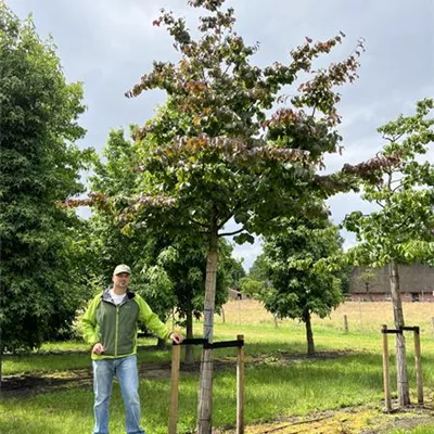 Hochstamm 35-40 23-3A 3400 - Eisenbaum - Parrotia persica - Collection