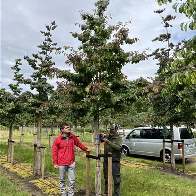 Hochstamm 35-40 23-4A 3400 - Eisenbaum - Parrotia persica - Collection