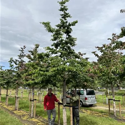 Hochstamm 35-40 23-5A 3400 - Eisenbaum - Parrotia persica - Collection