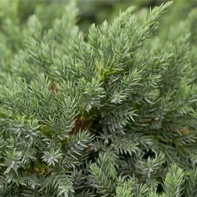 im Container 30 - 35 - Blauzederwacholder - Juniperus squamata 'Blue Carpet'