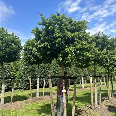 Hochstamm 20-25 23/24-63A 1485 - Fächerblattbaum 'Mariken' - Ginkgo biloba 'Mariken' - Collection