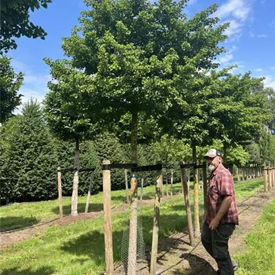 Hochstamm 20-25 23-65A 1485 - Fächerblattbaum 'Mariken' - Ginkgo biloba 'Mariken' - Collection