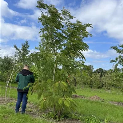 Sol 5xv mDb 200-300 x 400- 500 - Seidenbaum 'Ombrella' - Albizia julibrissin 'Ombrella' - Collection