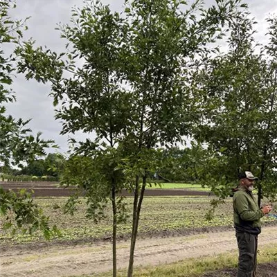 Solitär 300-350 23-36B 885 - Kaisererle 'Laciniata' - Alnus glutinosa 'Laciniata' - Collection