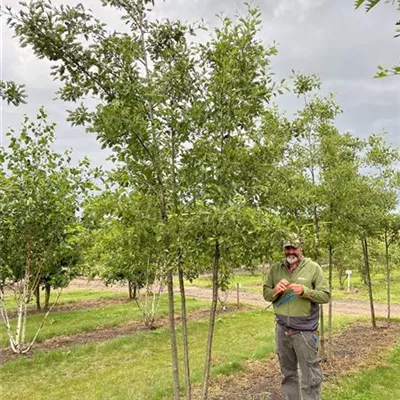 Solitär 300-350 23-38B 885 - Kaisererle 'Laciniata' - Alnus glutinosa 'Laciniata' - Collection